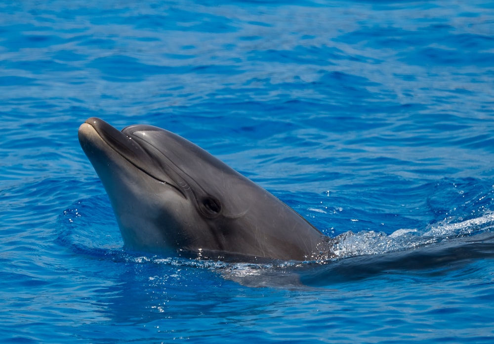 a dolphin is swimming in the blue water