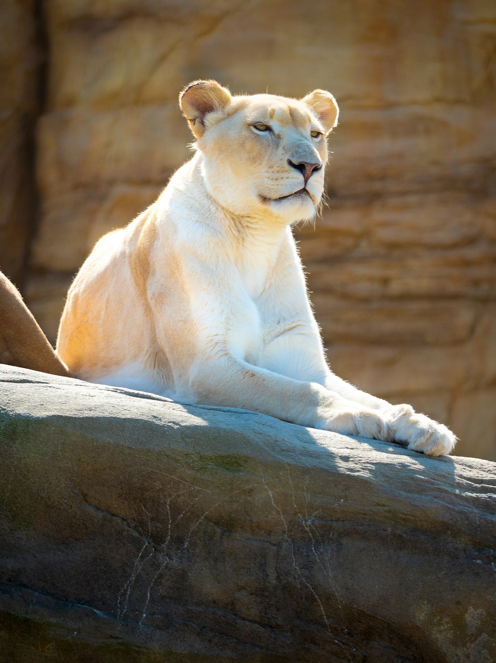 a white tiger sitting on top of a rock