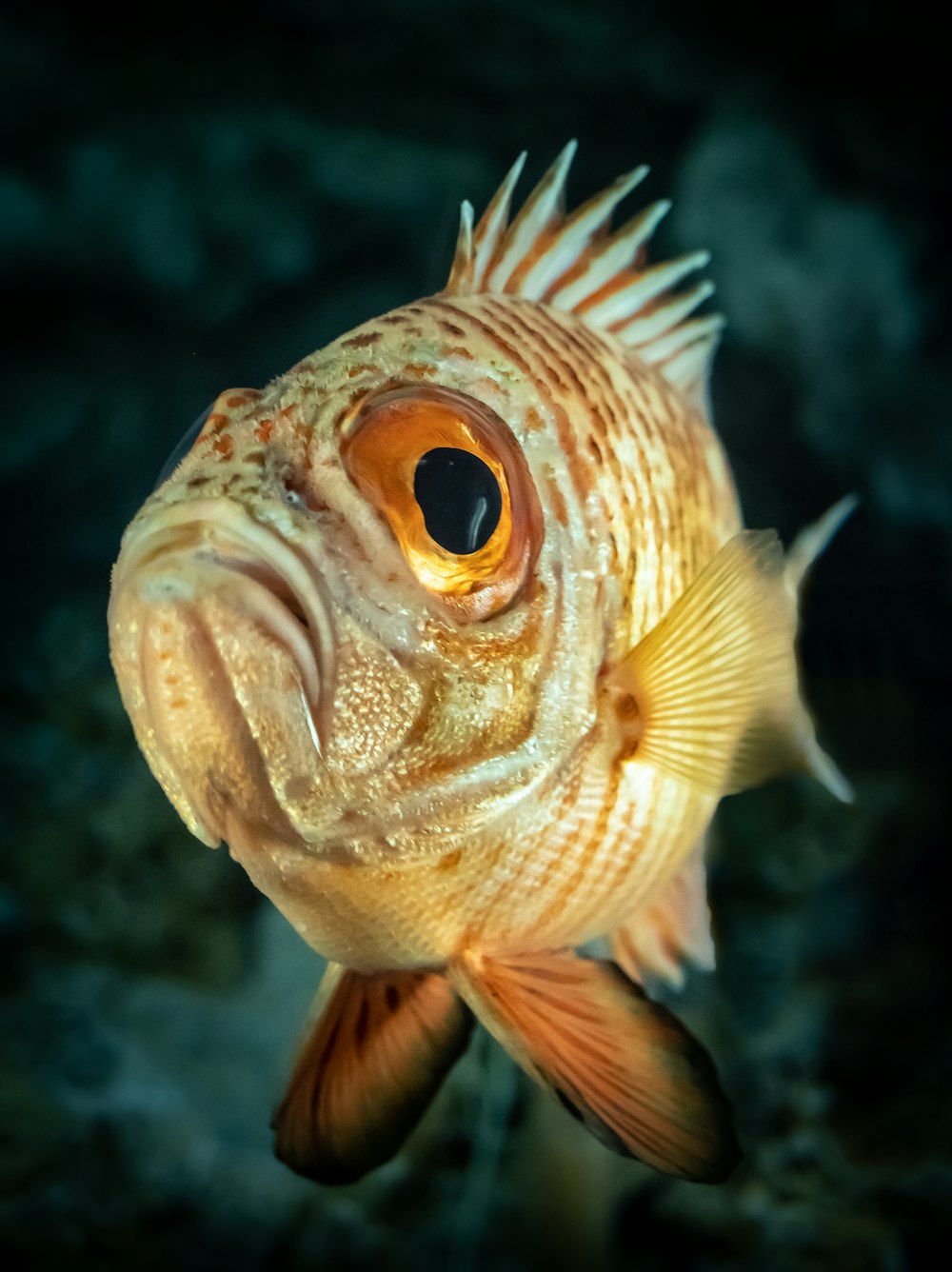 a close up of a fish with a black background