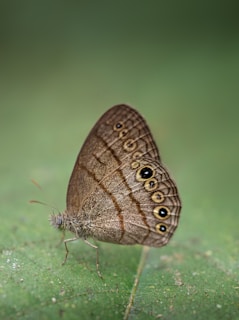 a small brown butterfly sitting on a green leaf