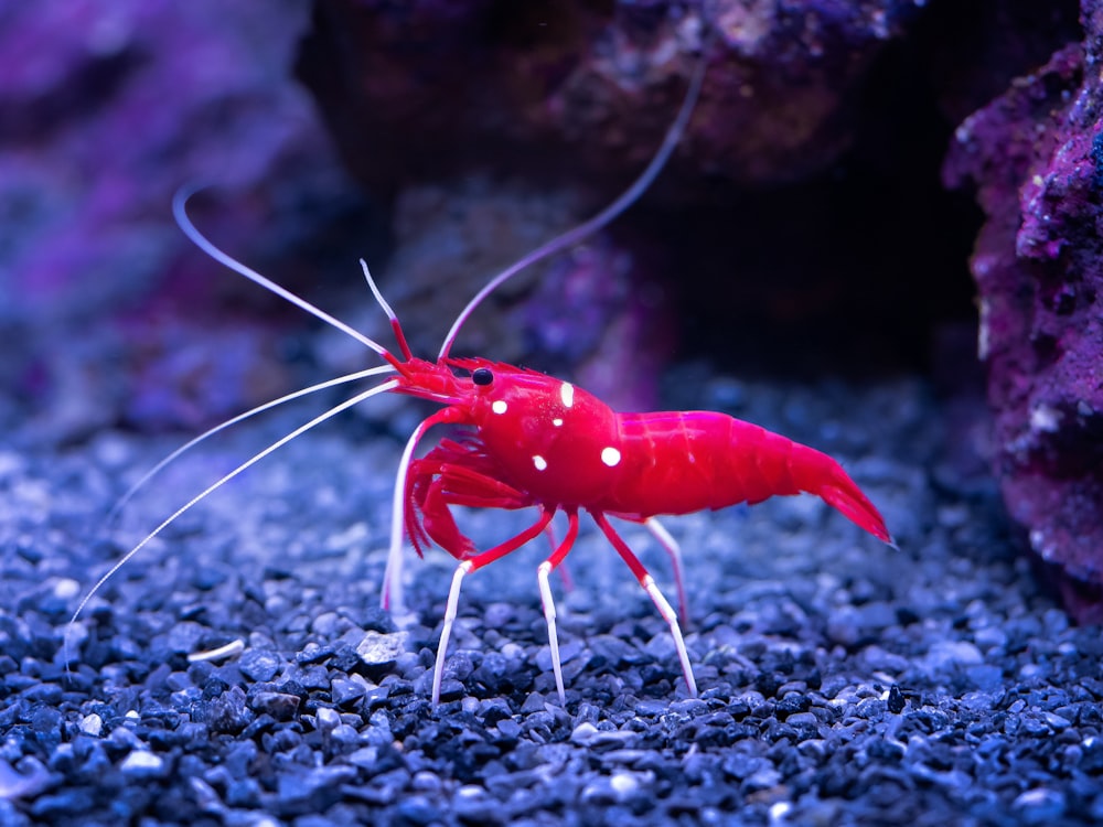 a red and white shrimp in an aquarium
