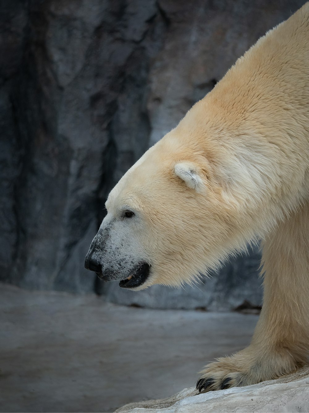a polar bear standing on top of a rock