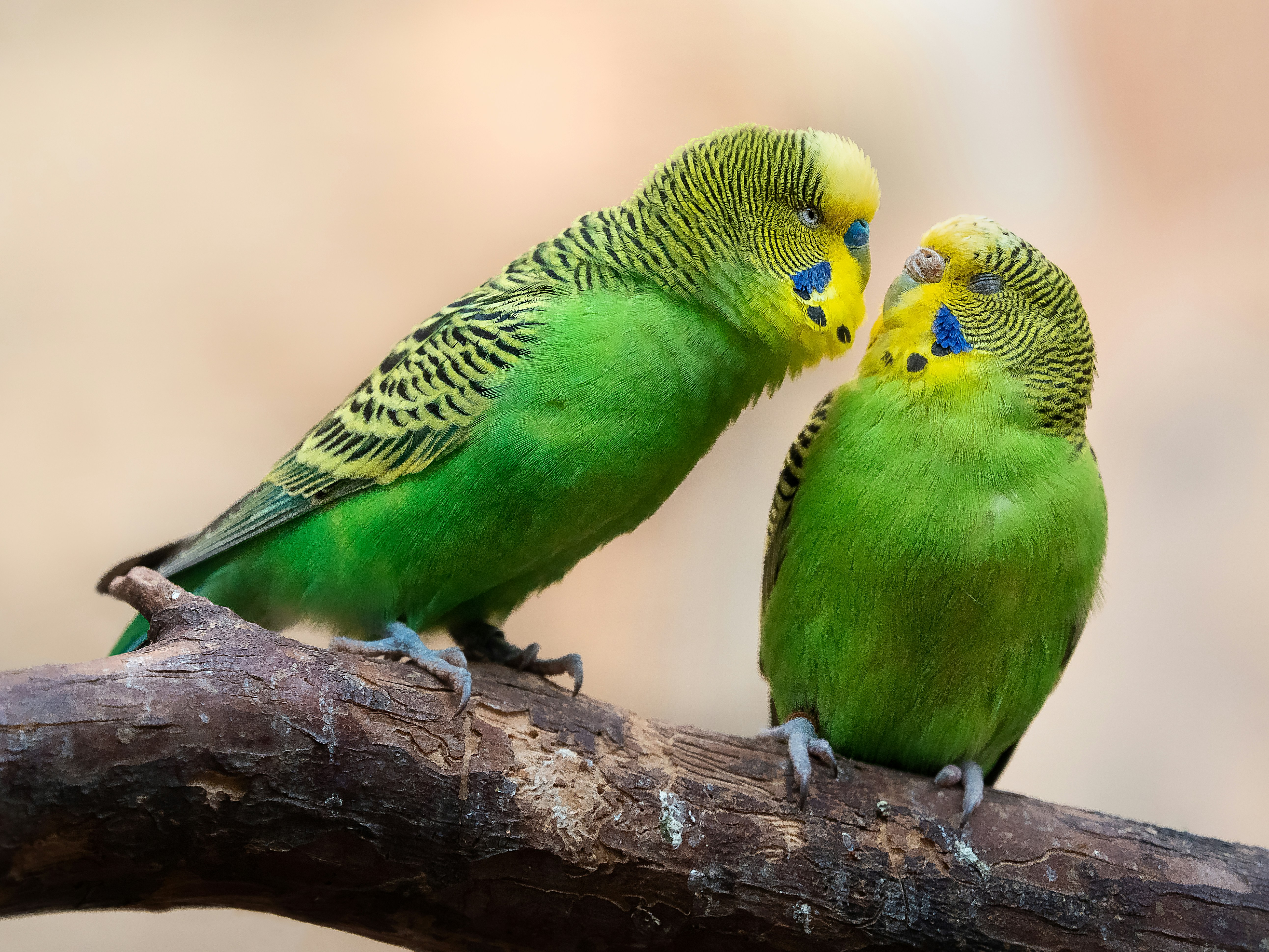 Pet Birds