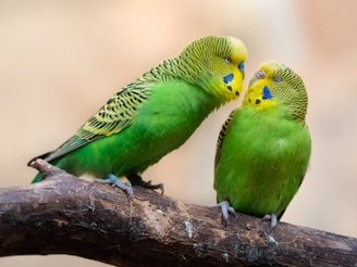 Two budgerigars with vibrant green feathers are perched closely on a branch. One bird appears to be slightly leaning towards the other, which has its eyes closed, suggesting a moment of affection or companionship. Their heads are detailed with yellow and black patterns.