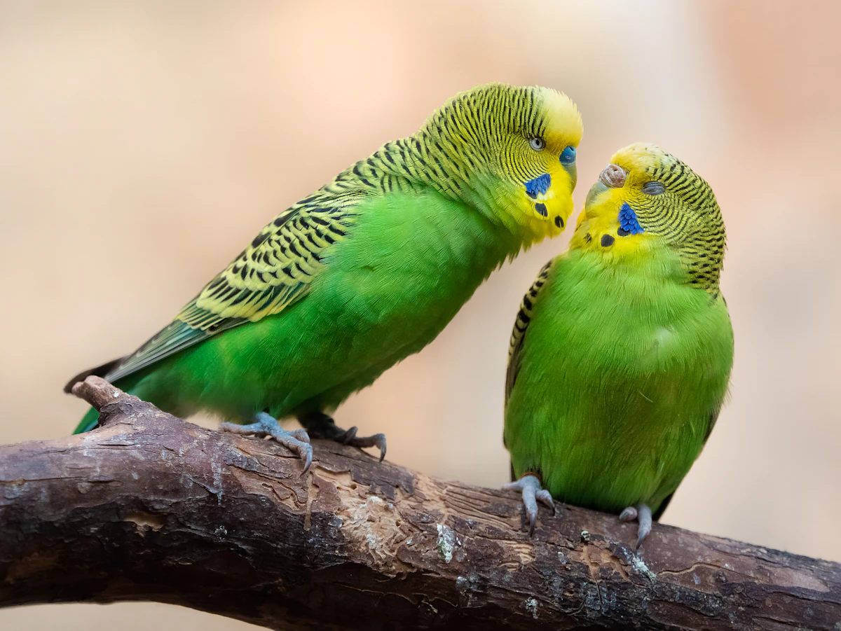 小型インコ