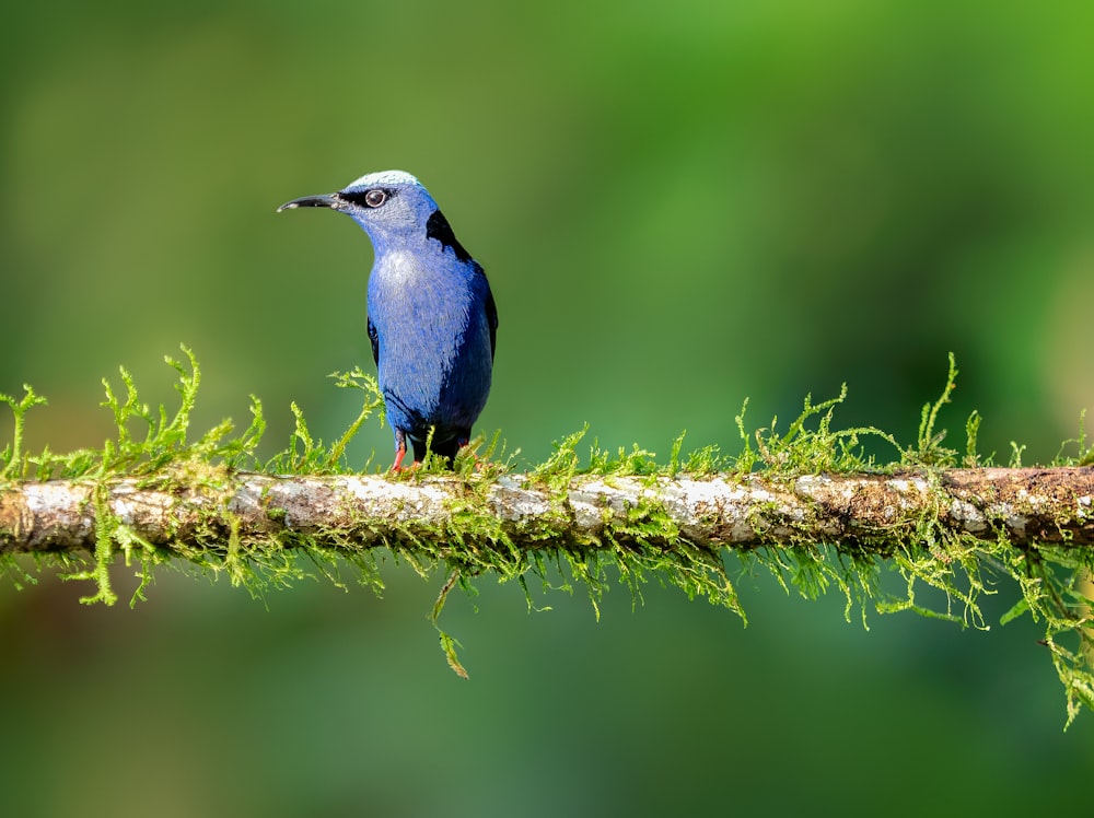 a small blue bird perched on a mossy branch