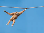 a monkey hanging upside down on a rope