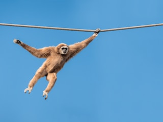a monkey hanging upside down on a rope