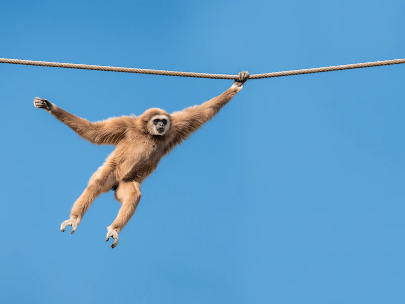 Lar Gibbon (Hylobates lar) in natural habitat