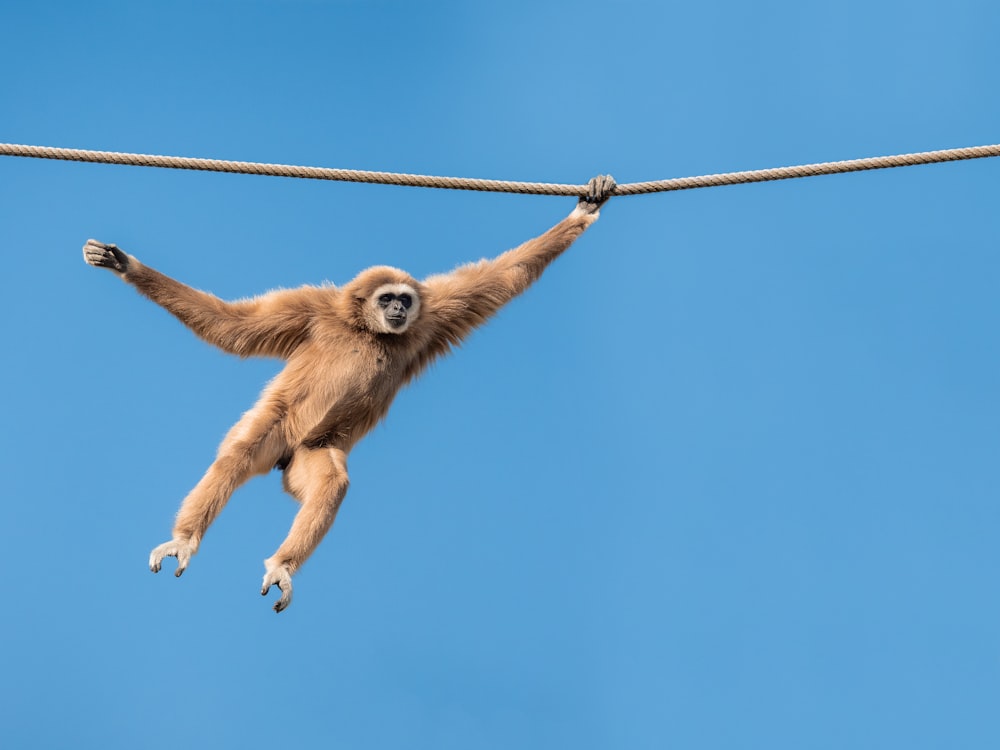 a monkey hanging upside down on a rope