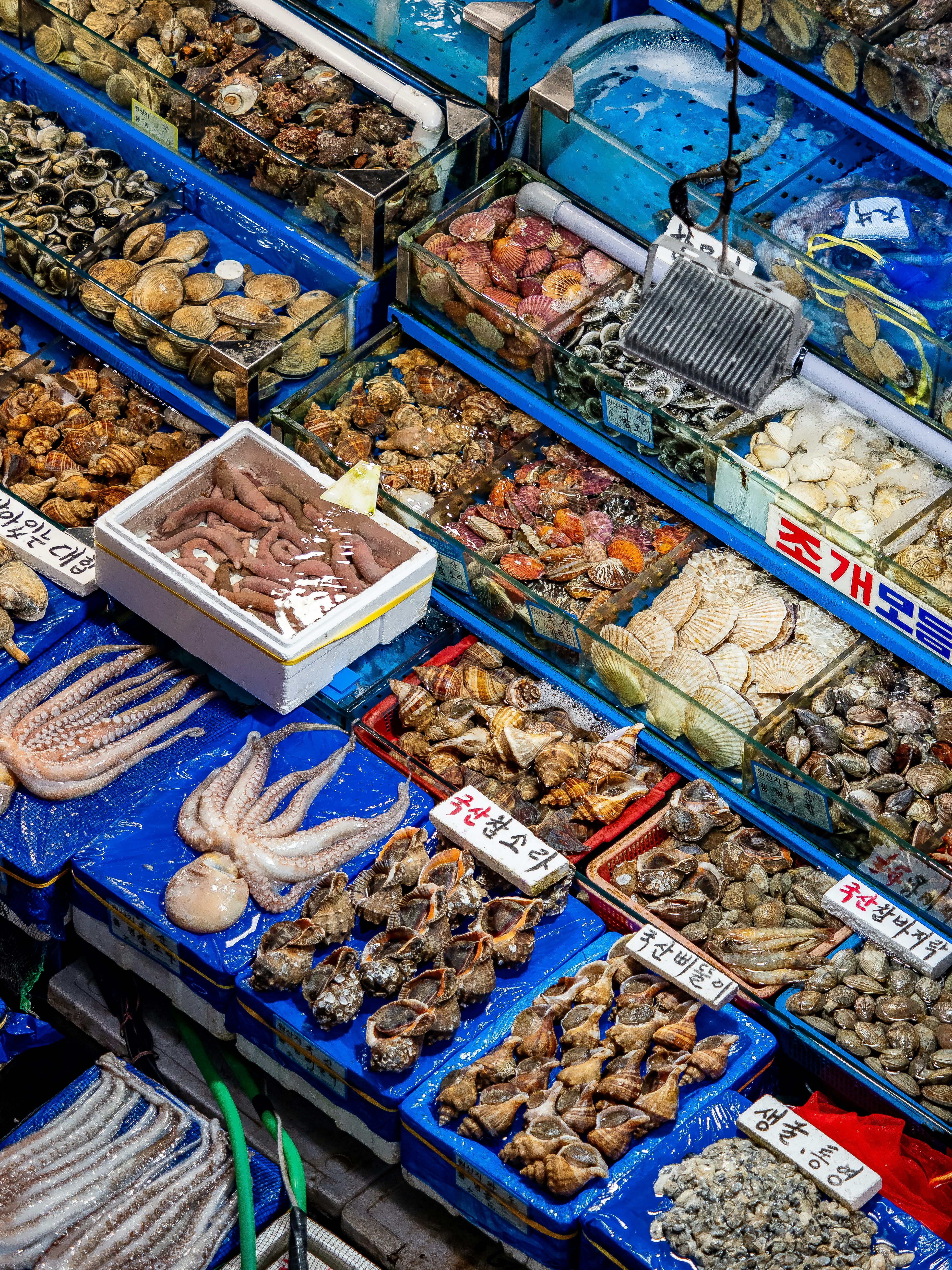 Brasil Celebra Abertura do Mercado Australiano para Pescados