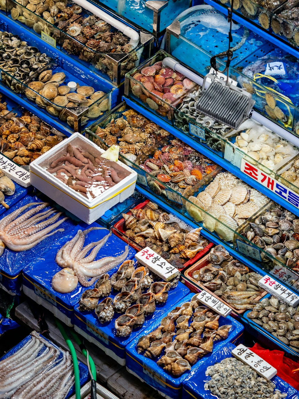 a bunch of different types of seafood on display