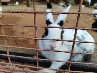 A majestic Continental Giant rabbit sitting tall beside a rustic wooden fence.