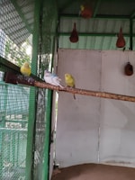 A group of four birds perched on a wooden branch inside an enclosure. The birds have vibrant colors, including yellow and white with blue markings. The enclosure has green mesh on one side and a white wall on the other with hanging clay birdhouses.