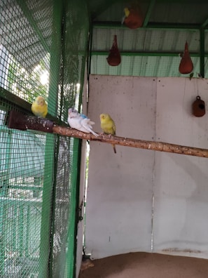 A group of four birds perched on a wooden branch inside an enclosure. The birds have vibrant colors, including yellow and white with blue markings. The enclosure has green mesh on one side and a white wall on the other with hanging clay birdhouses.