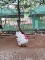 A large white turkey stands on a dirt ground inside a fenced enclosure. The enclosure has green wire fencing and is shaded by trees. Other birds, like pigeons, are also visible in the background.