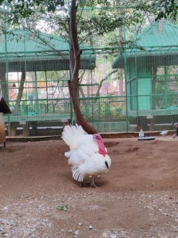 A large white turkey stands on a dirt ground inside a fenced enclosure. The enclosure has green wire fencing and is shaded by trees. Other birds, like pigeons, are also visible in the background.