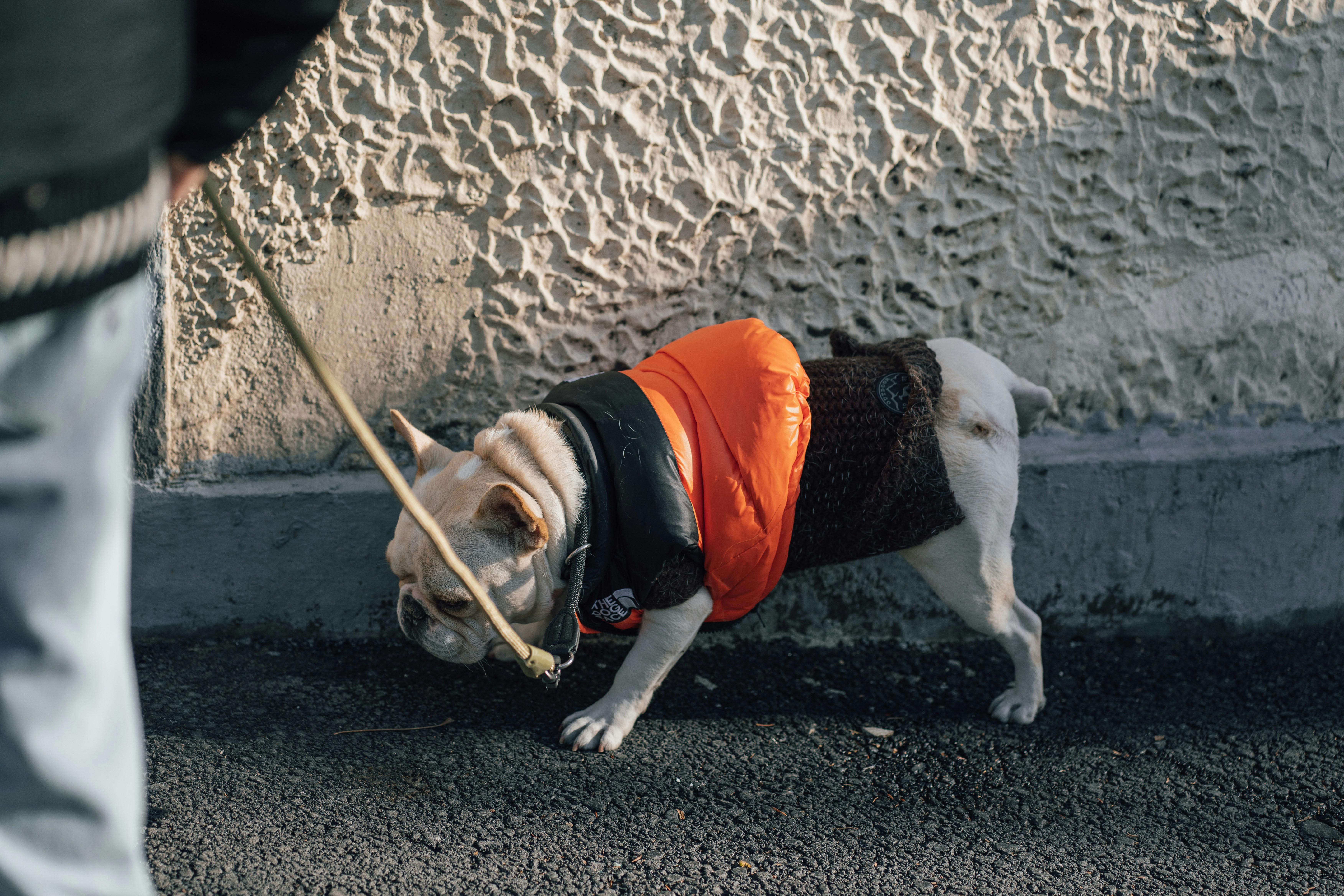 Dog wearing a bright orange life jacket with sturdy rescue handles - boat rentals with pets