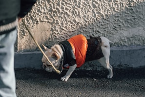 A small dog wearing an orange and black jacket is being walked on a leash next to a textured wall. The dog appears to be sniffing the ground as it moves along, with a person partially visible holding the leash.