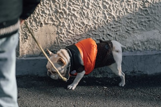 A small dog wearing an orange and black jacket is being walked on a leash next to a textured wall. The dog appears to be sniffing the ground as it moves along, with a person partially visible holding the leash.