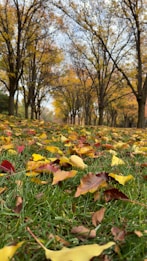 A pathway lined with tall trees displaying autumn foliage. The ground is covered with a layer of fallen leaves in vibrant shades of yellow, red, and brown. The sky peeks through the branches, adding a serene and tranquil backdrop to the scene.