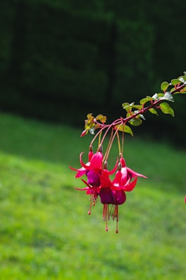Cluster of deep magenta orchids hanging gracefully from a branch.