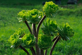 A cluster of succulent plants with thick, fleshy rosettes of vibrant green leaves on sturdy, brown stems. The plants are set against a lush, green grassy background, which blends harmoniously with the plant's colors.