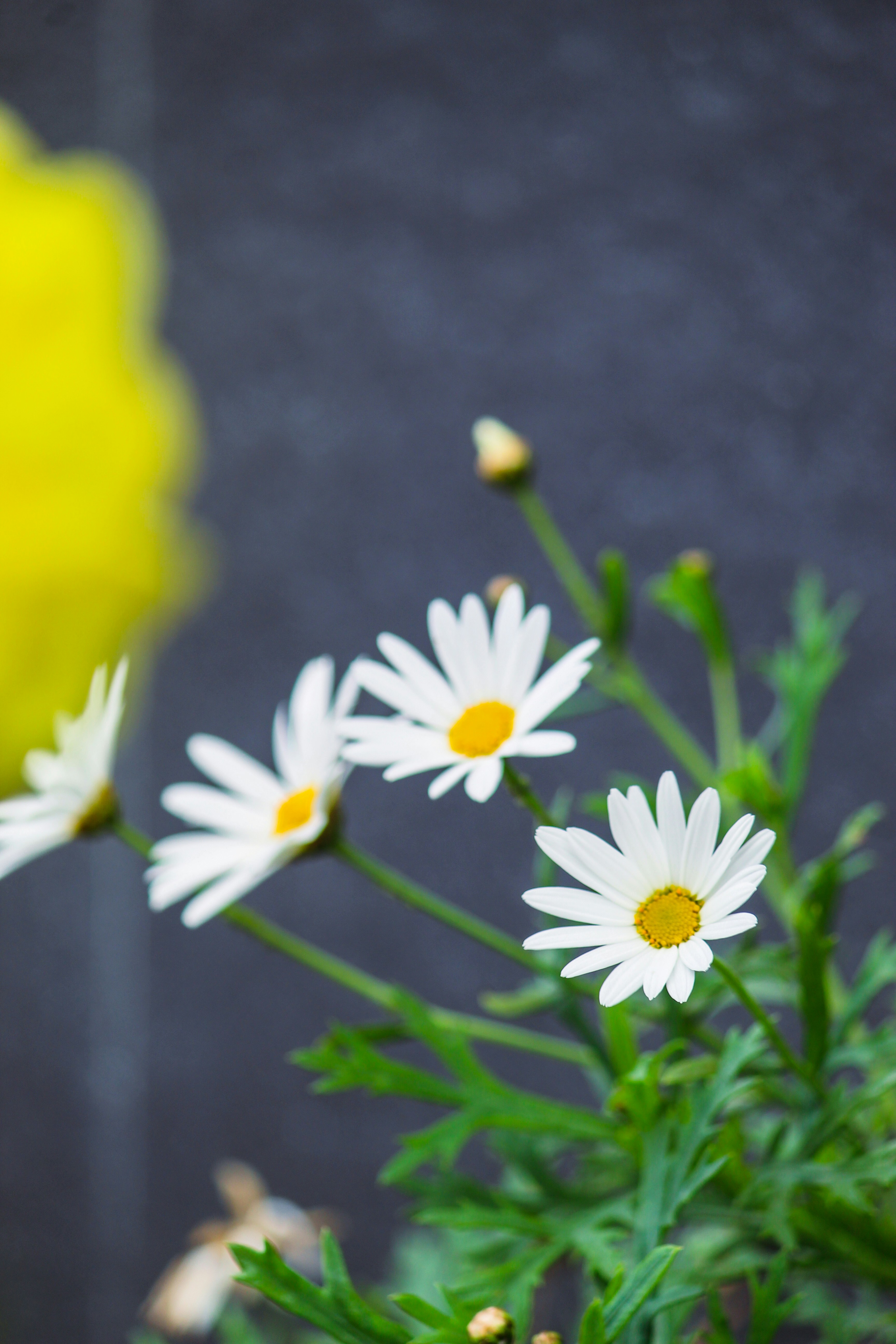 Photo by jabezjeyaraj