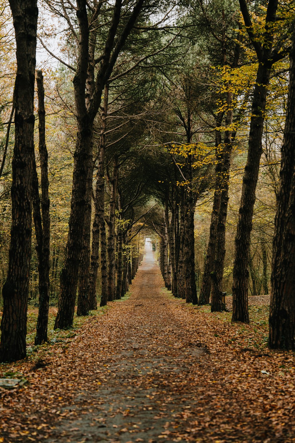 un chemin de terre entouré d’arbres avec des feuilles au sol