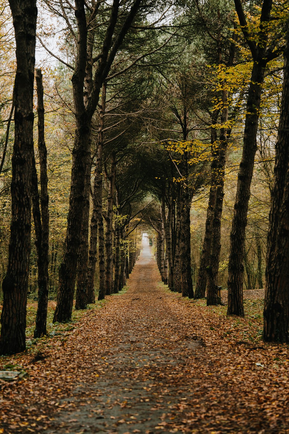 a dirt road surrounded by trees with leaves on the ground