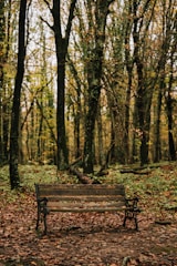 A wooden bench is placed in the middle of a forest, surrounded by tall trees and fallen leaves. The sign on the bench reads 'Orman Genel Müdürlüğü'. The atmosphere is serene and the forest floor is covered with brown and orange leaves, indicating autumn.