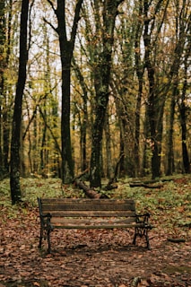A wooden bench is placed in the middle of a forest, surrounded by tall trees and fallen leaves. The sign on the bench reads 'Orman Genel Müdürlüğü'. The atmosphere is serene and the forest floor is covered with brown and orange leaves, indicating autumn.