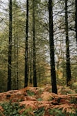 Tall, slender trees stand closely together in a dense forest. The ground is covered with lush ferns, showcasing a variety of colors ranging from green to reddish-brown, indicating a transition in season. Sunlight filters through the sparse branches and leaves, creating a slightly dappled effect on the forest floor.