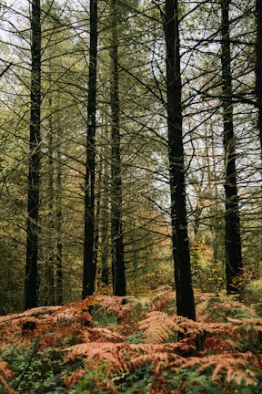 Tall, slender trees stand closely together in a dense forest. The ground is covered with lush ferns, showcasing a variety of colors ranging from green to reddish-brown, indicating a transition in season. Sunlight filters through the sparse branches and leaves, creating a slightly dappled effect on the forest floor.