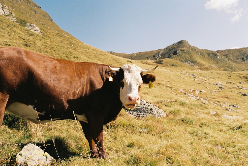 a brown cow standing on top of a grass covered hillside