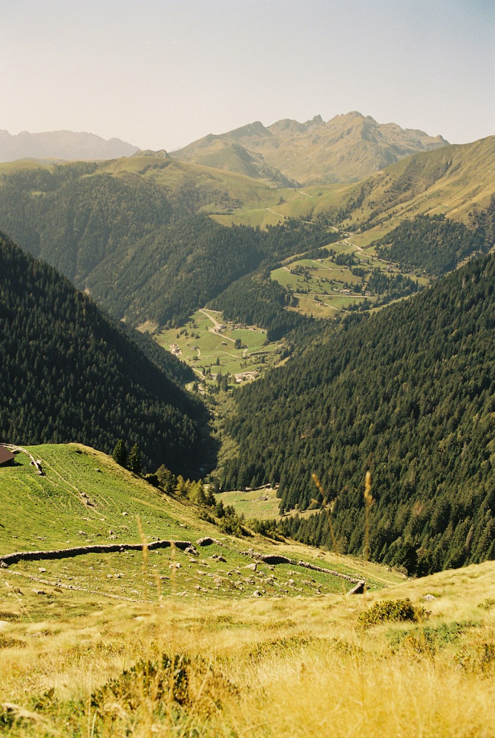 a lush green hillside covered in lots of trees