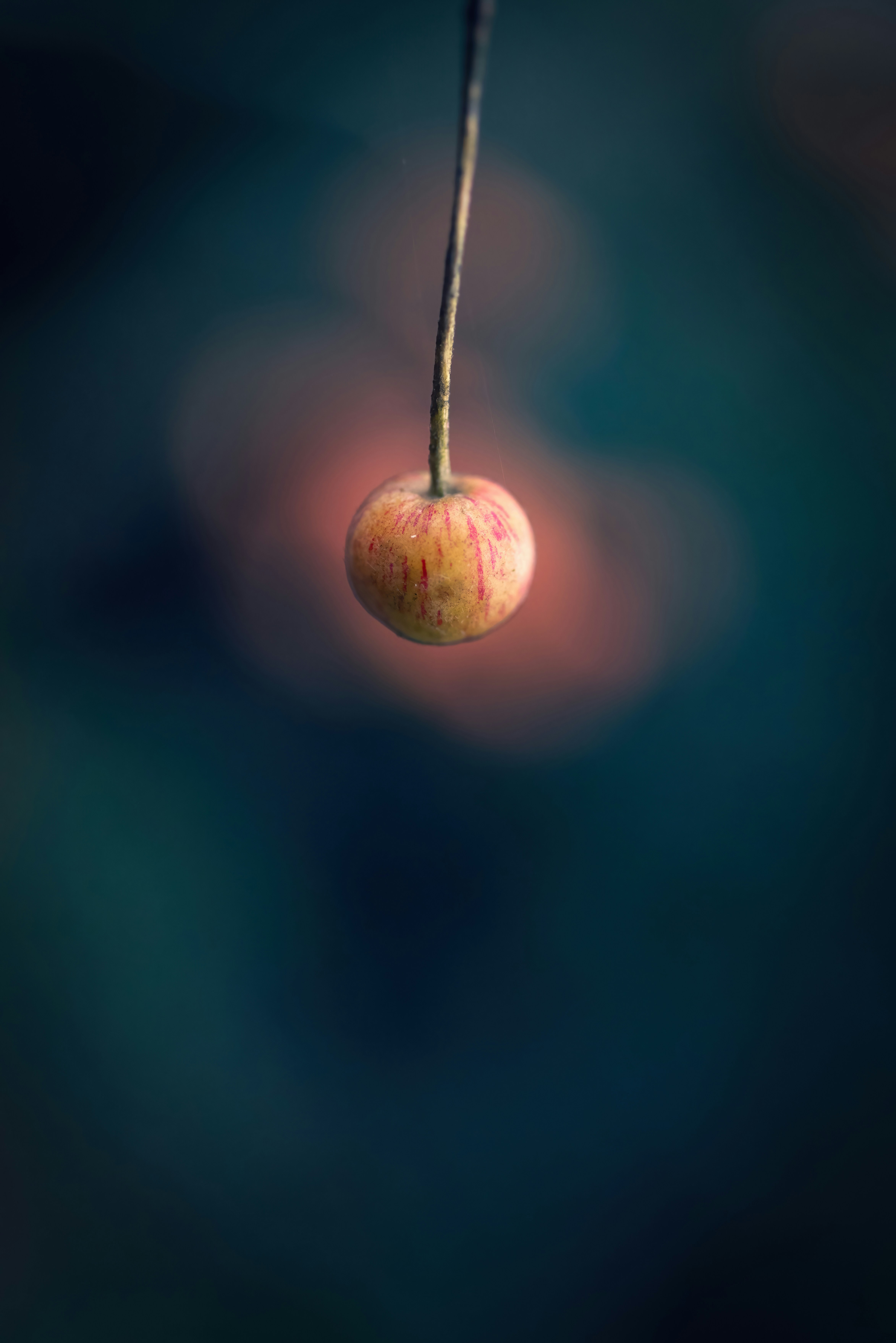 uma maçã pendurada em um galho de árvore com um fundo desfocado