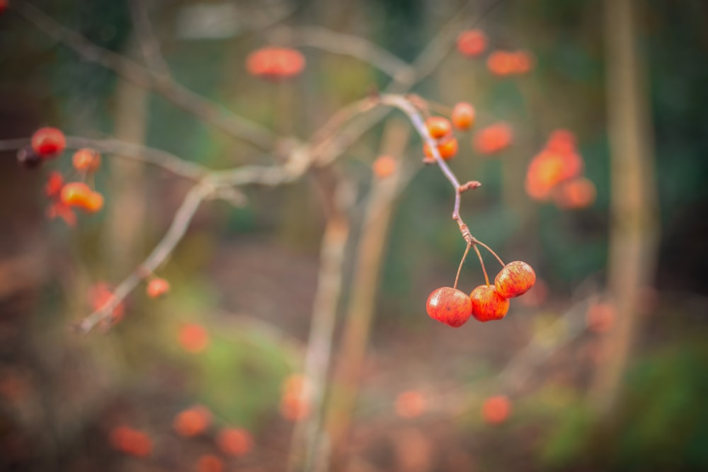 a close up of a tree with berries on it