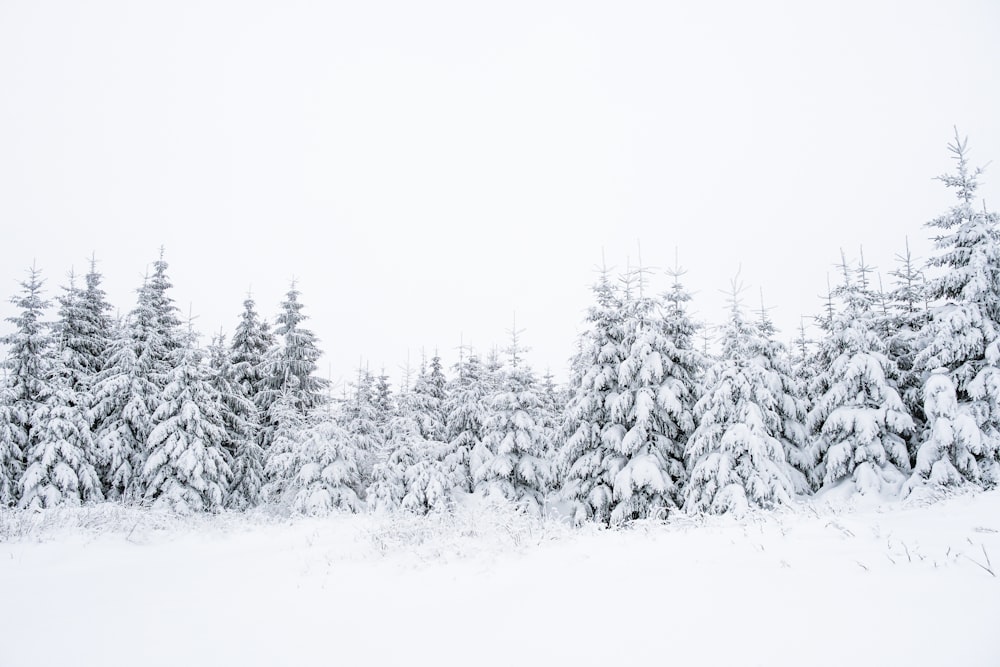 a snow covered forest with lots of trees