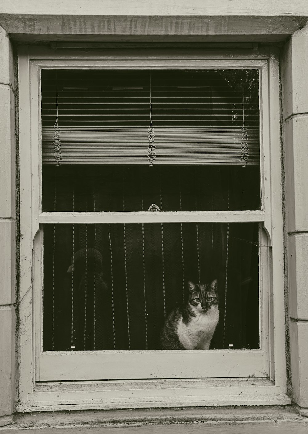 a black and white photo of a cat looking out a window