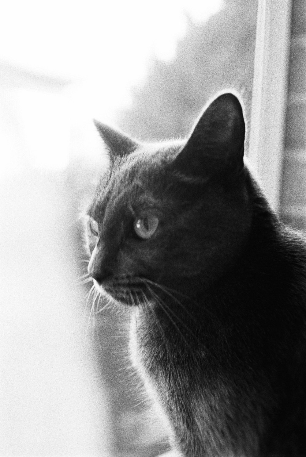 a black and white photo of a cat looking out a window