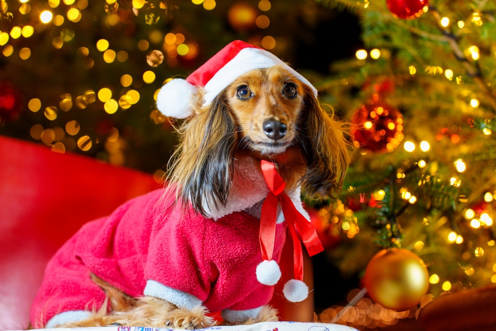 a small dog wearing a santa hat and sweater