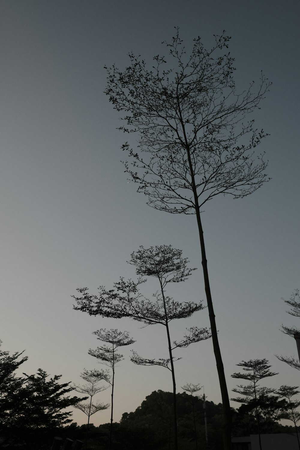 a group of tall trees standing next to each other