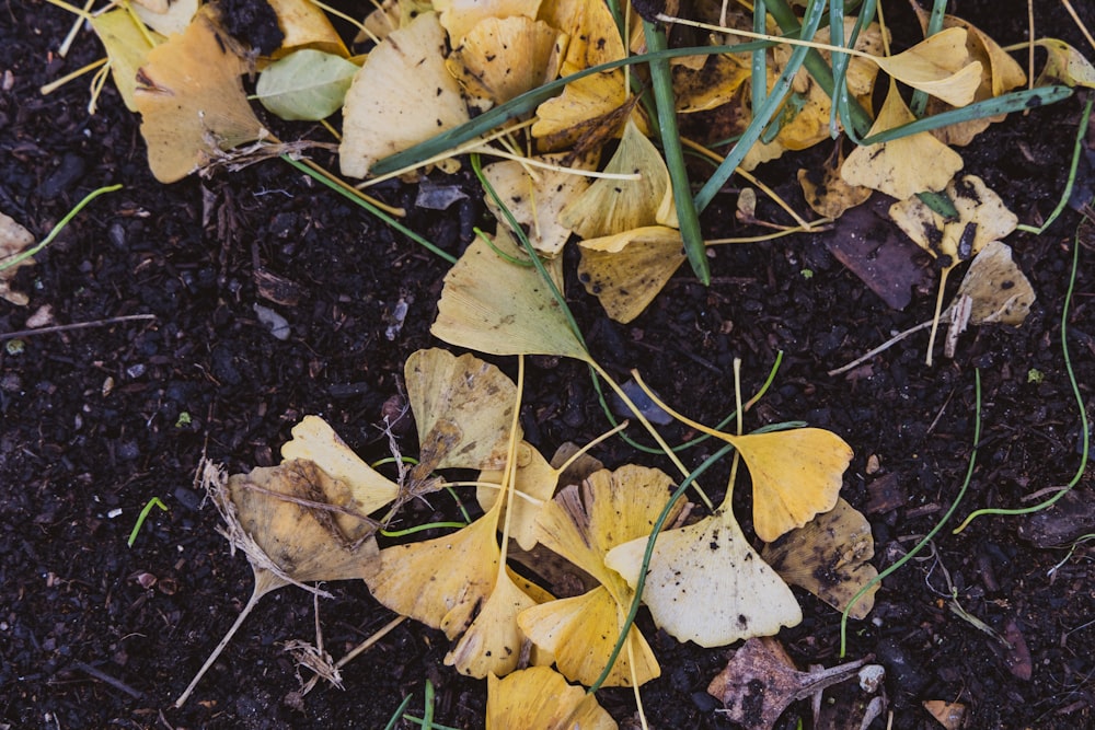 a close up of leaves on the ground