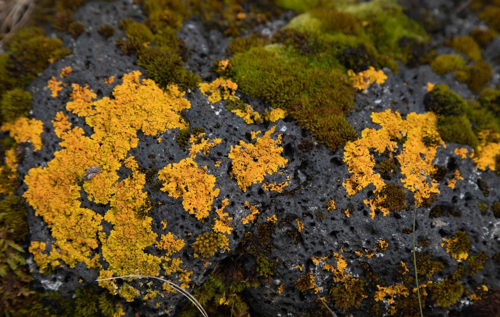 a close up of a moss covered in yellow and black lichen