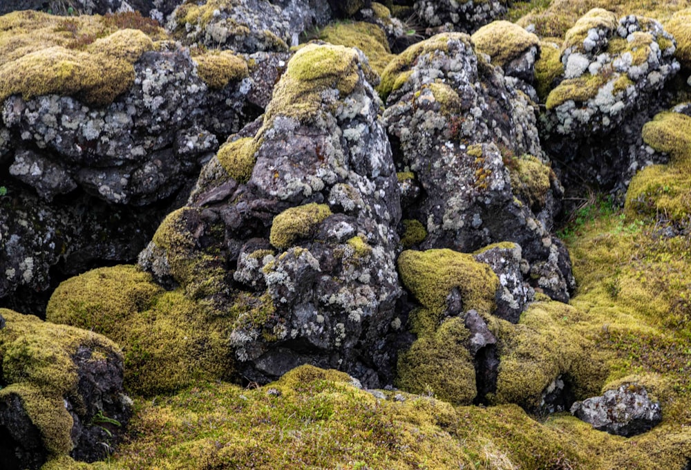 un montón de musgo creciendo en las rocas