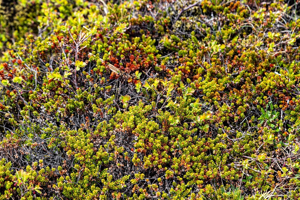 a close up of a patch of green and red plants