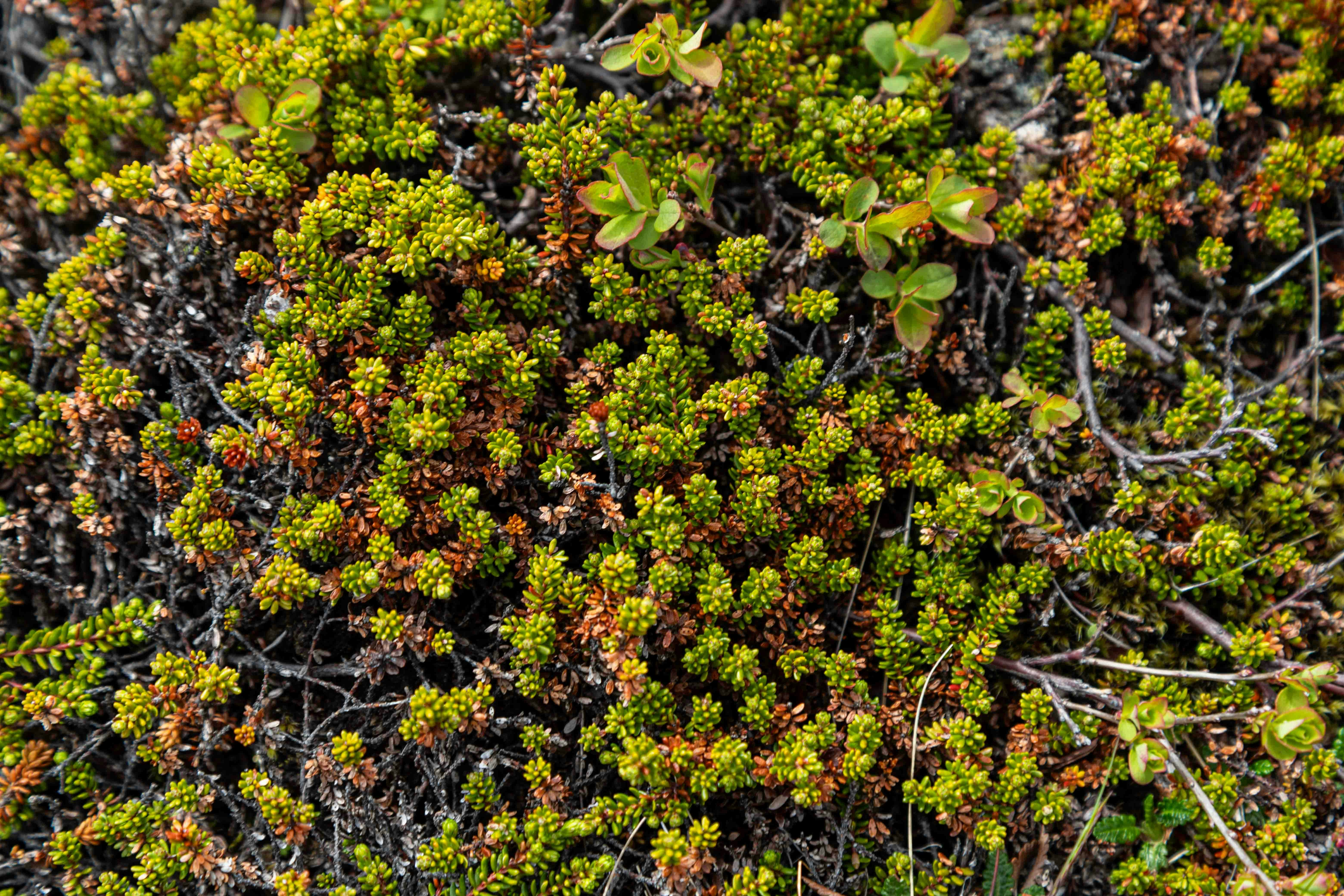 a close up of a patch of green plants