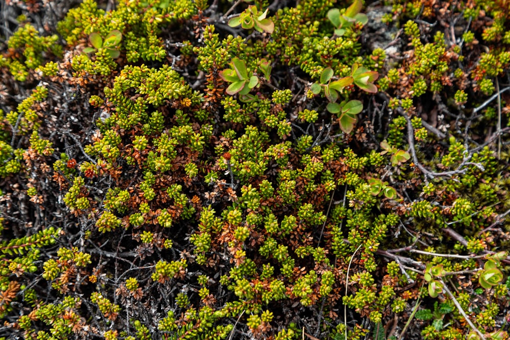 a close up of a patch of green plants