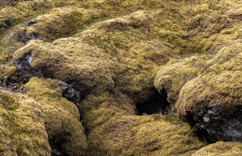 a group of rocks covered in green moss